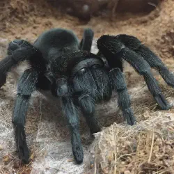 /img/19481-brazilian-tarantula-healthy.webp