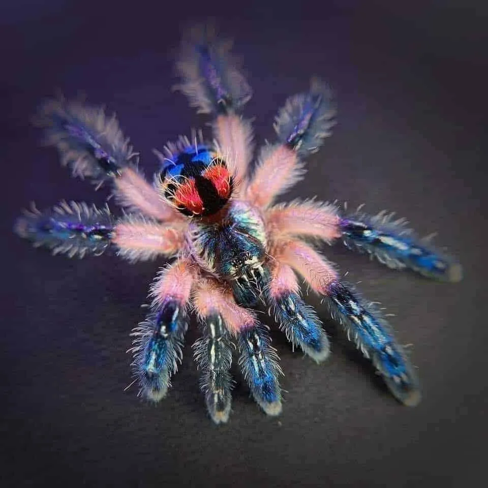 19481 brazilian tarantula humidity