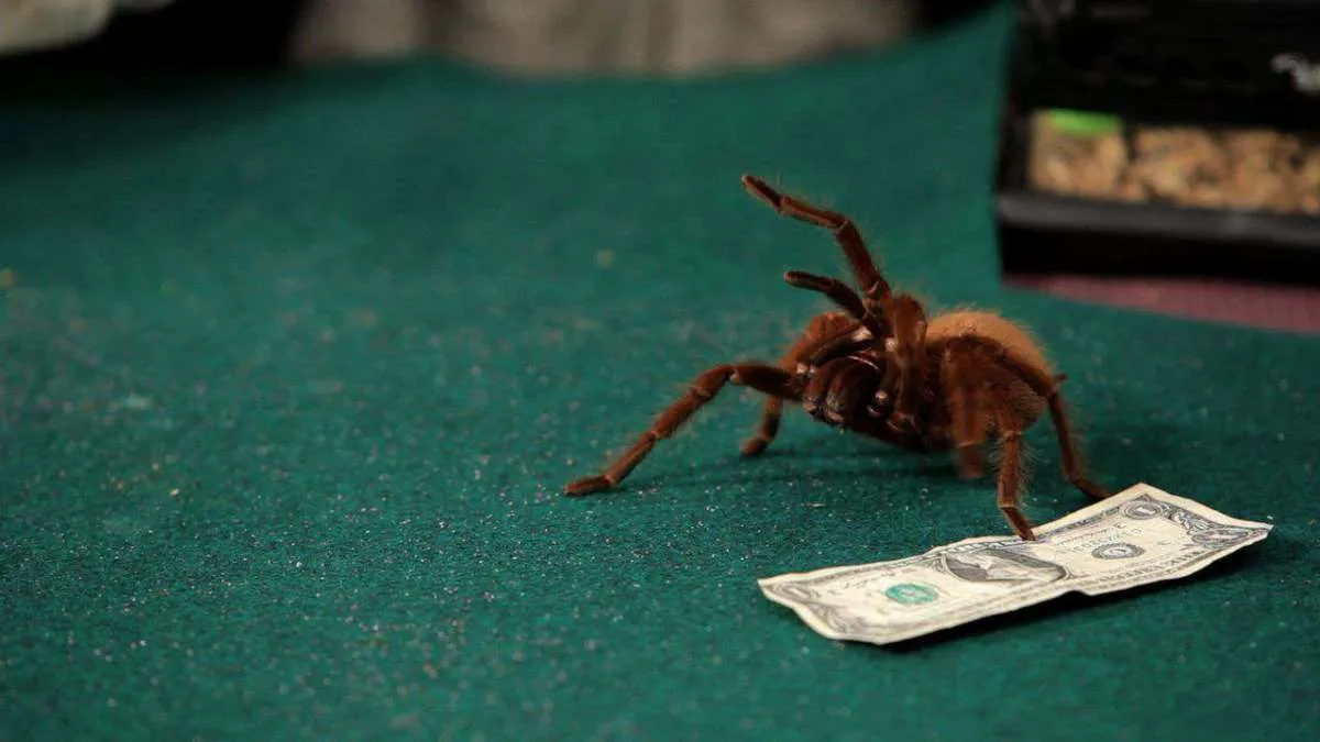 19482 handling tarantula