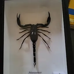 19482 scorpion feeding