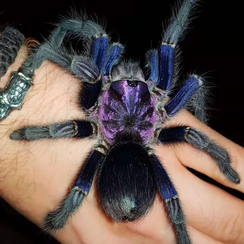 19482 scorpion species