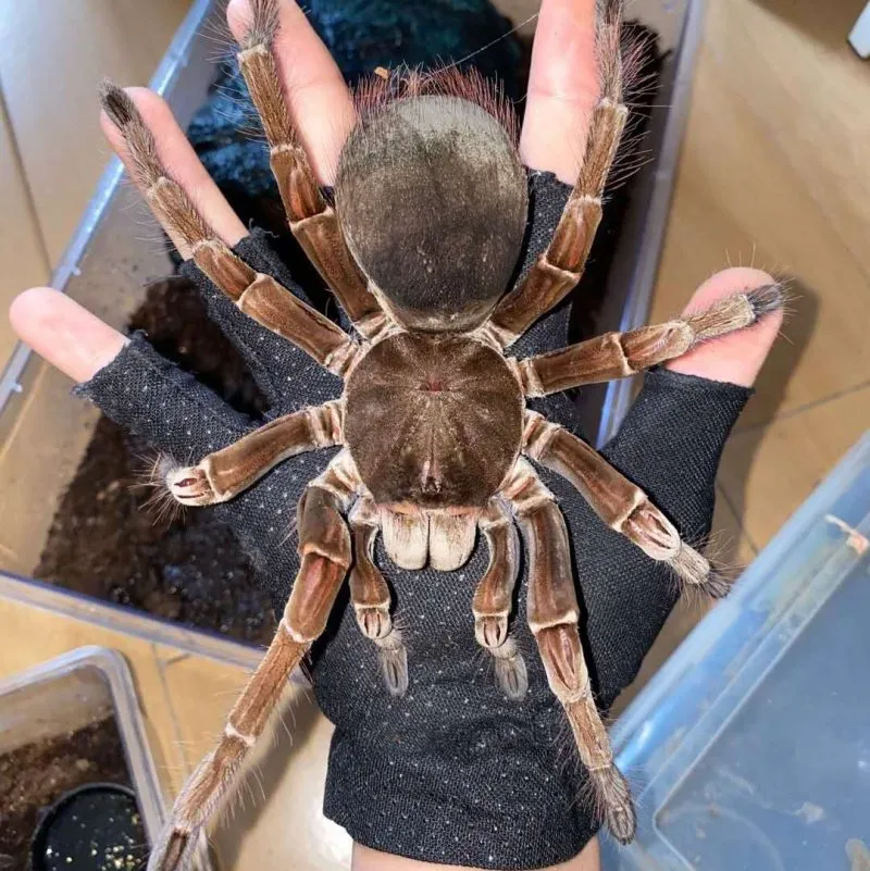 19482 tarantula enclosure