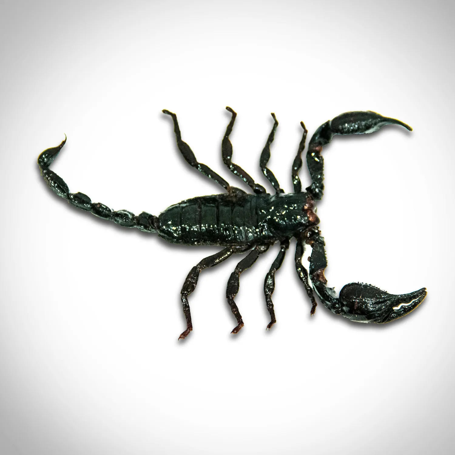 /img/19482-tarantula-moulting.webp