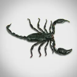 /img/19482-tarantula-moulting.webp