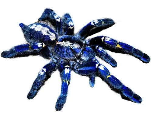 19482 tarantula species