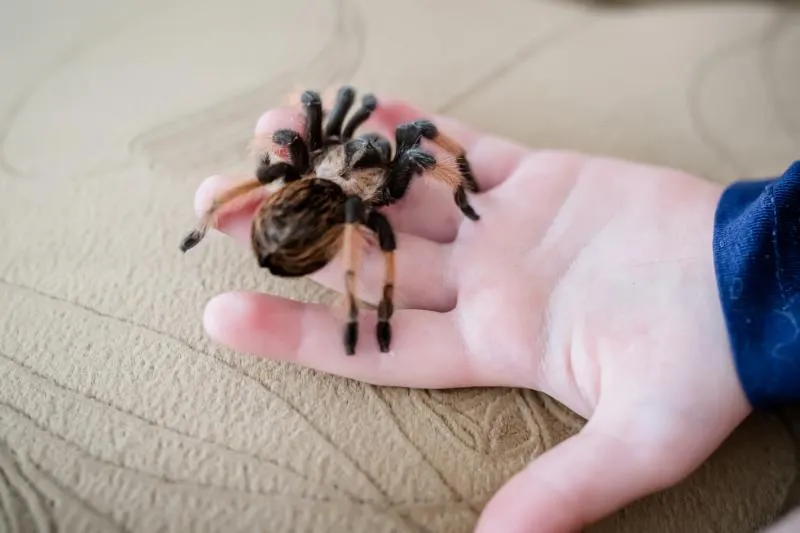 19485 mexican redknee tarantula close up
