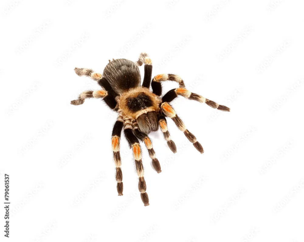 19485 mexican redknee tarantula in habitat