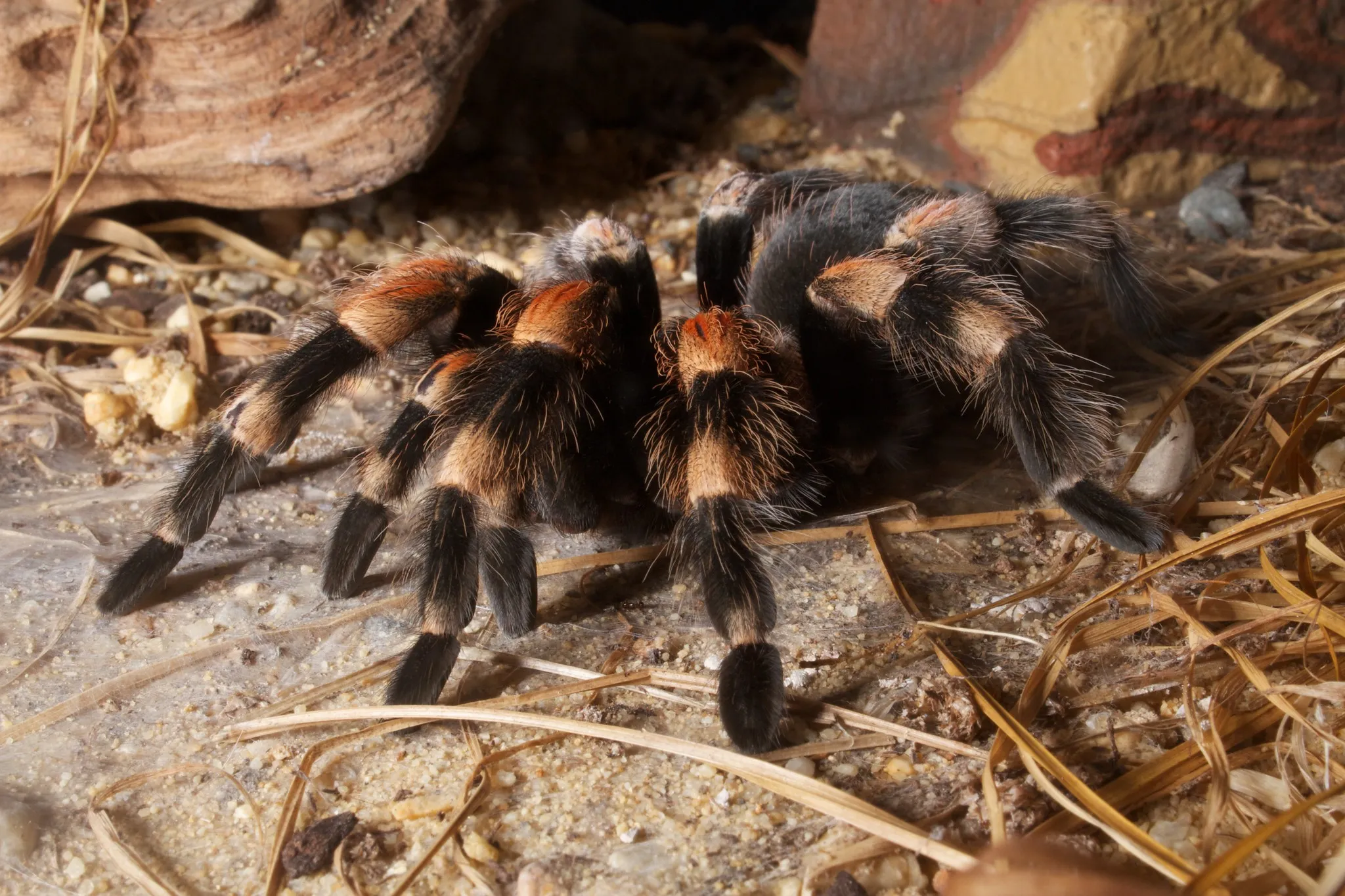 19485 tarantula allergy symptoms