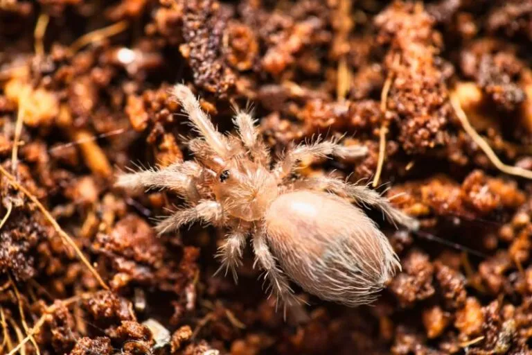 19485 tarantula bite symptoms