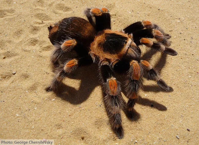 /img/19485-tarantula-enclosure.webp