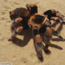 /img/19485-tarantula-enclosure.webp
