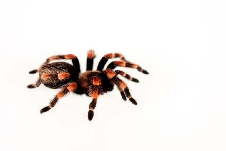 19485 tarantula venom vs poison