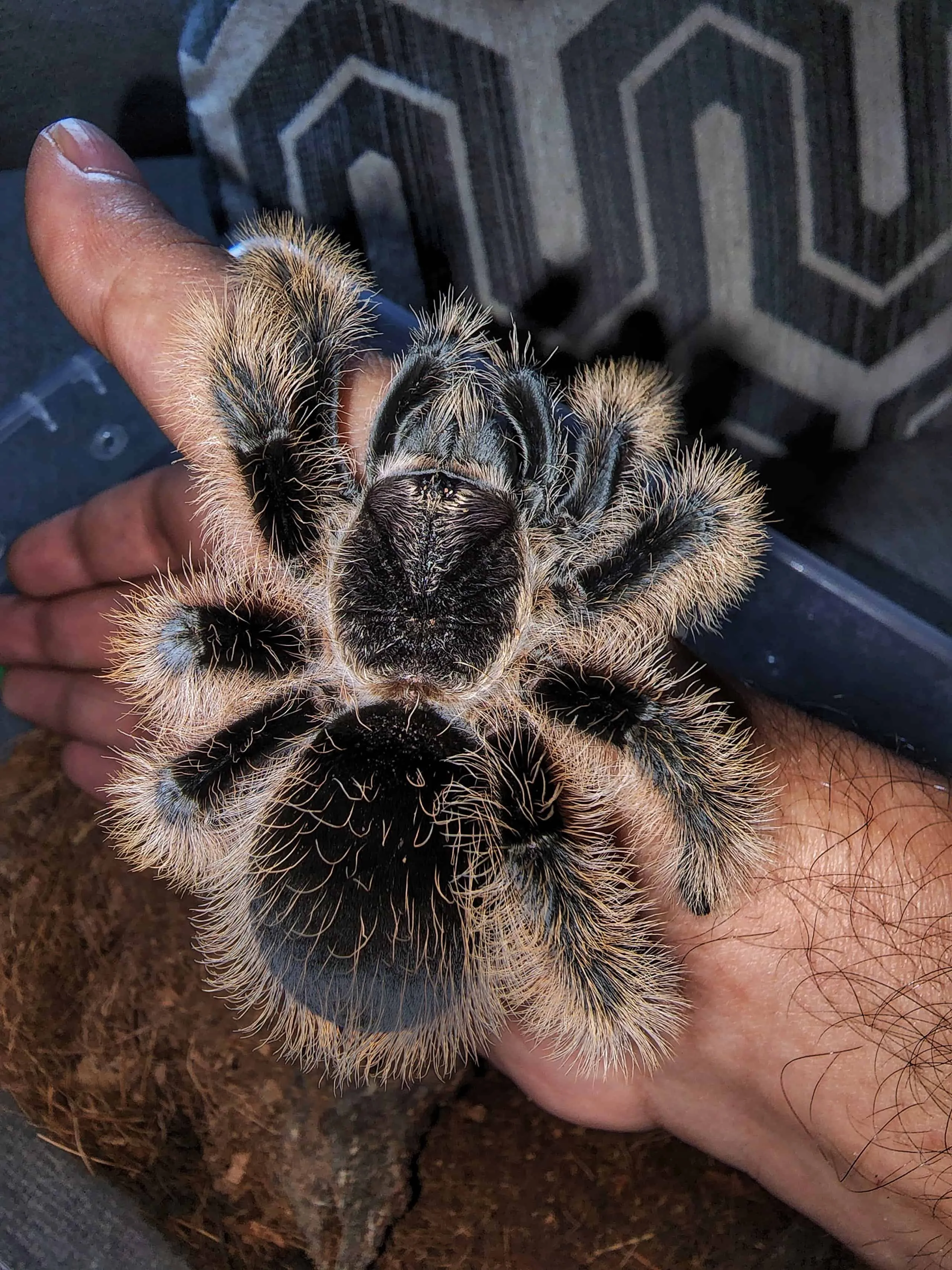 19486 curly hair tarantula cleaning