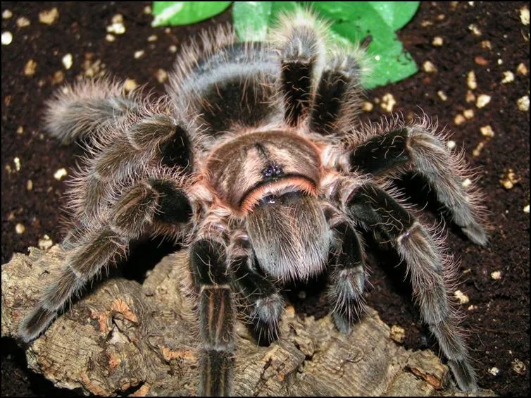 19486 curly hair tarantula feeding