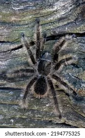 /img/19486-curly-hair-tarantula-handling.webp