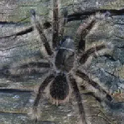 /img/19486-curly-hair-tarantula-handling.webp