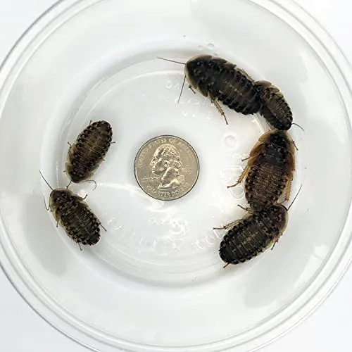 19486 curly hair tarantula molting