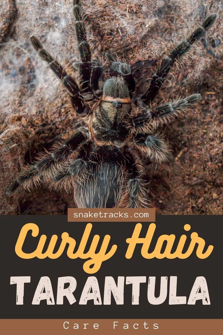 19486 curly hair tarantula substrate