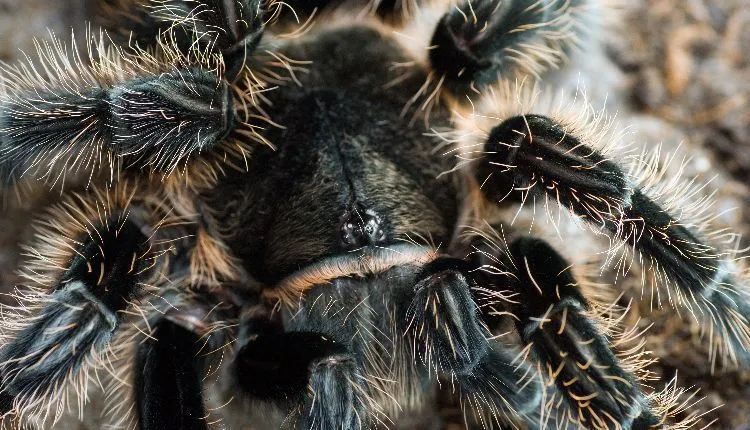 19486 curly hair tarantula water dish