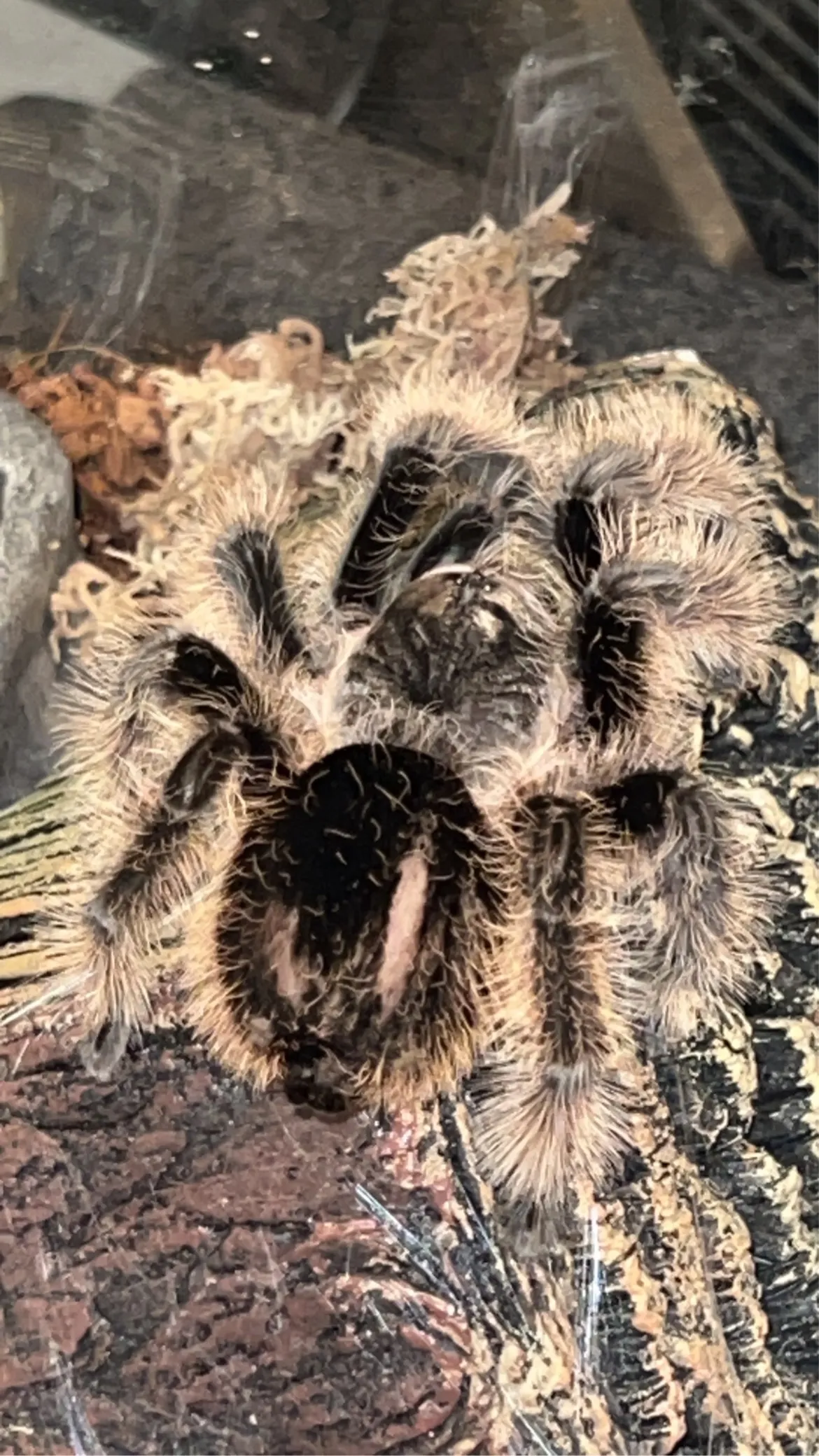 19488 tarantula diet