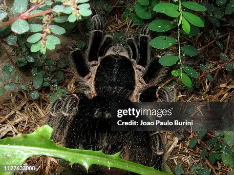 19488 tarantula handling