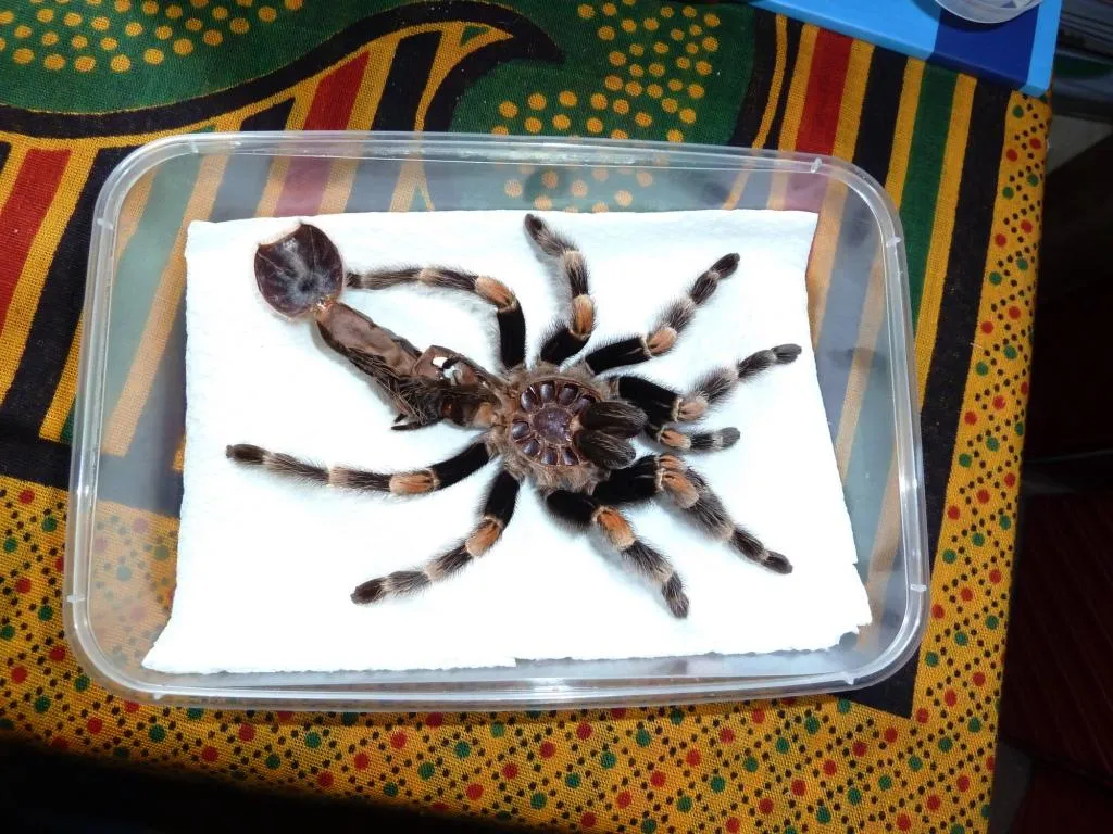 19488 tarantula stress