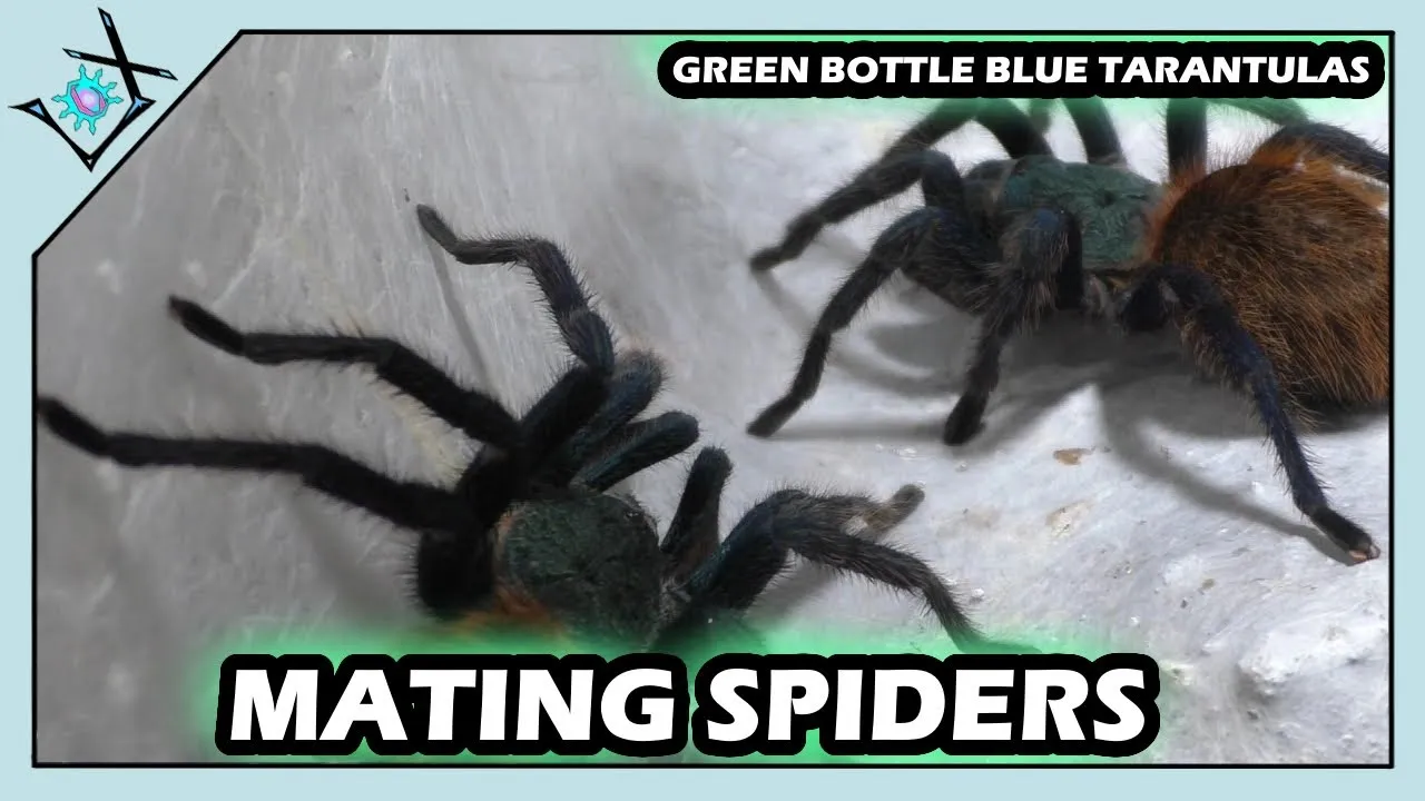 19489 gbb tarantula feeding