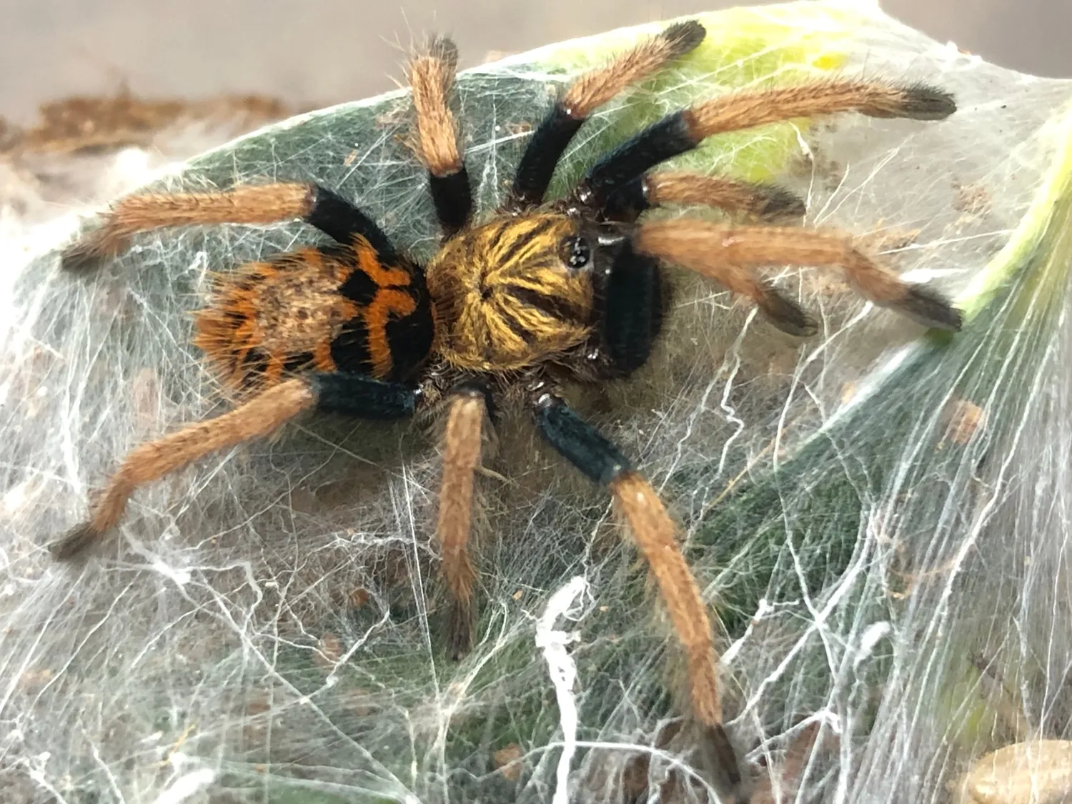 19489 gbb tarantula habitat