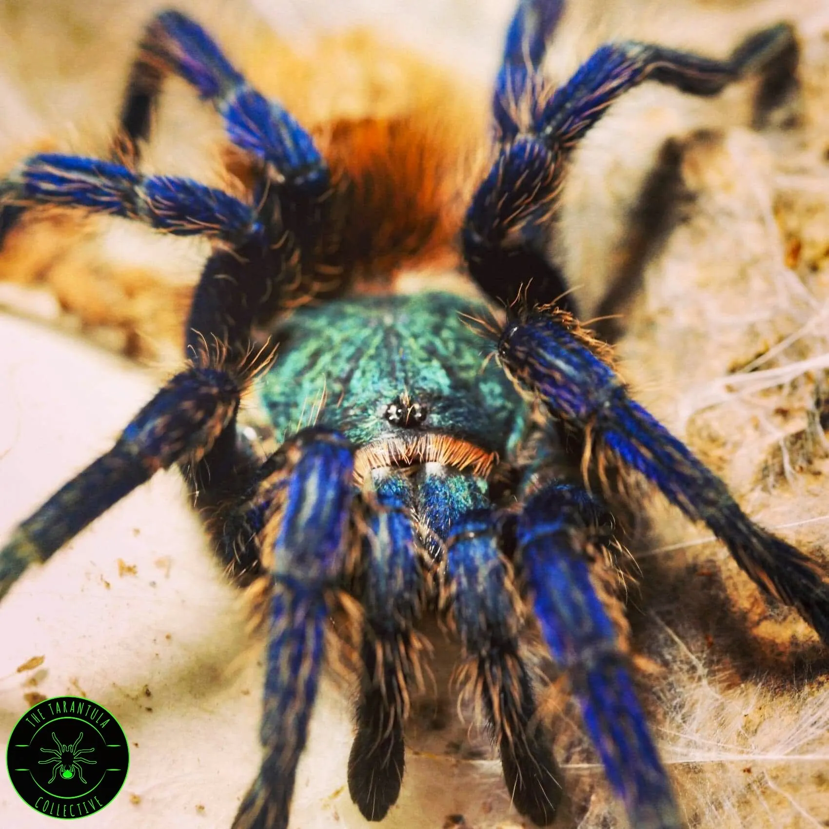 /img/19489-gbb-tarantula-handling.webp