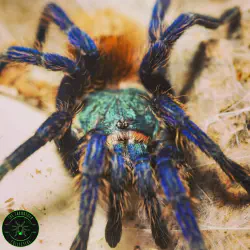 /img/19489-gbb-tarantula-handling.webp