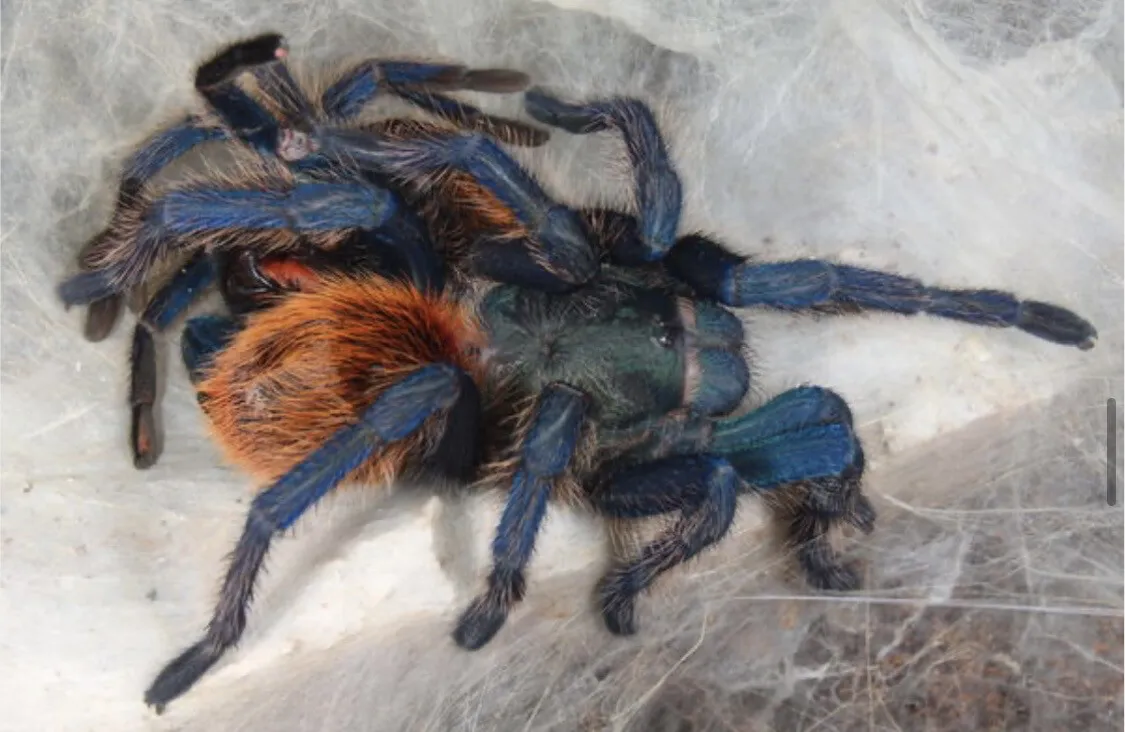 19489 gbb tarantula health