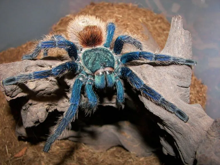 19489 gbb tarantula mating