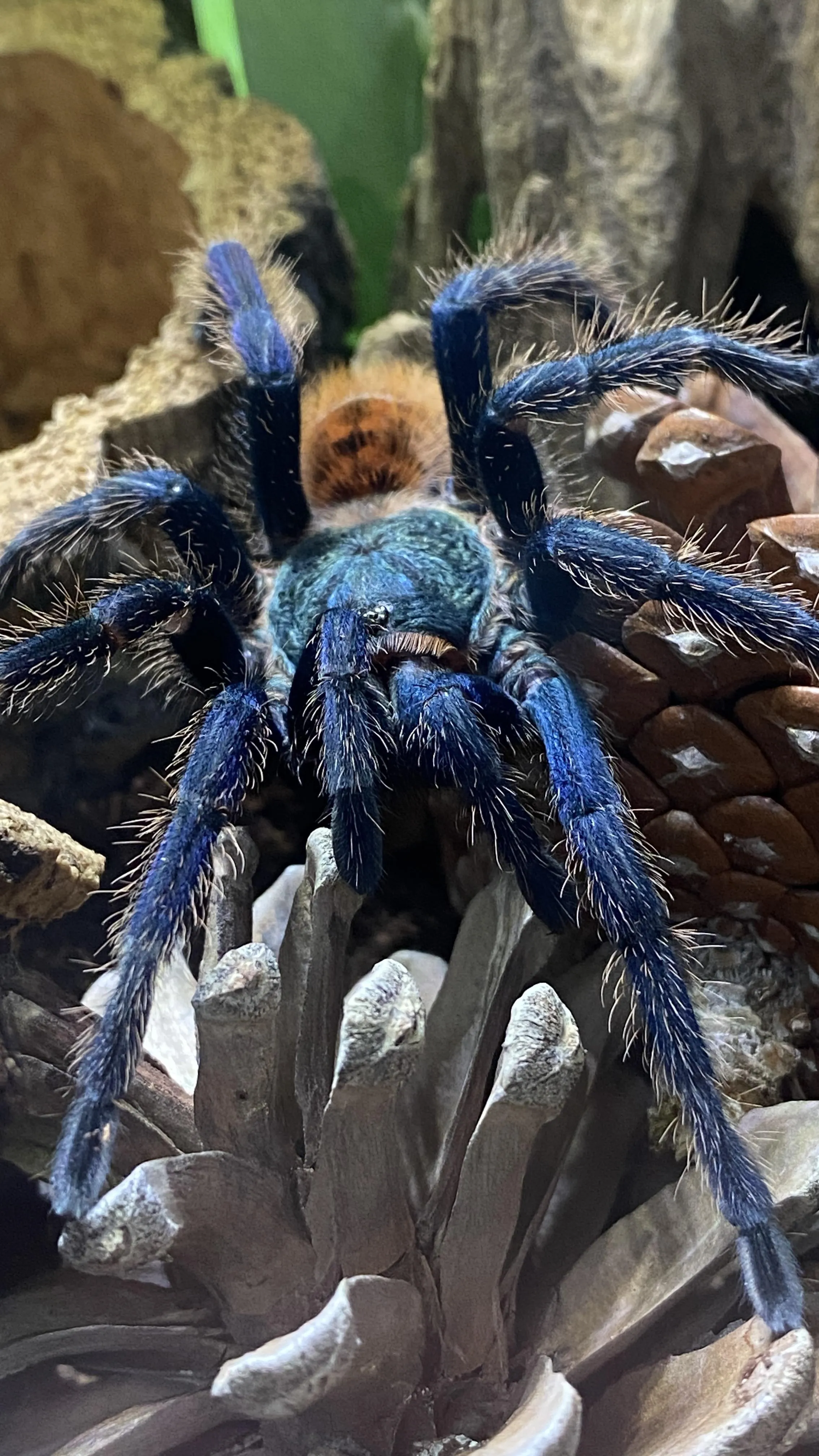 19489 gbb tarantula spiderlings