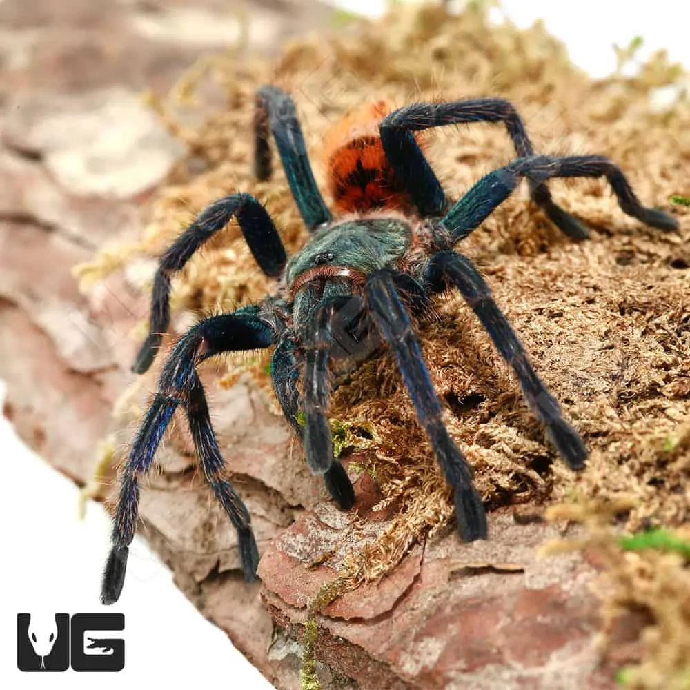 19489 male female gbb tarantulas