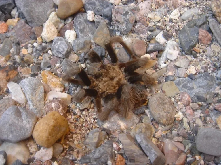 /img/19490-tarantula-spider-conservation.webp