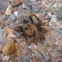 /img/19490-tarantula-spider-conservation.webp