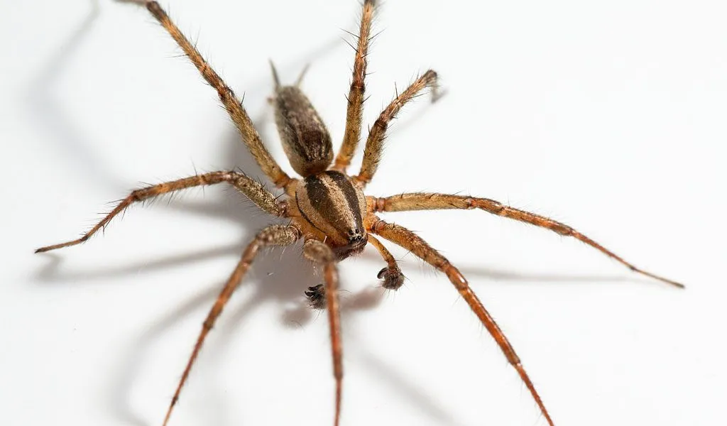 19490 tarantula spider life cycle
