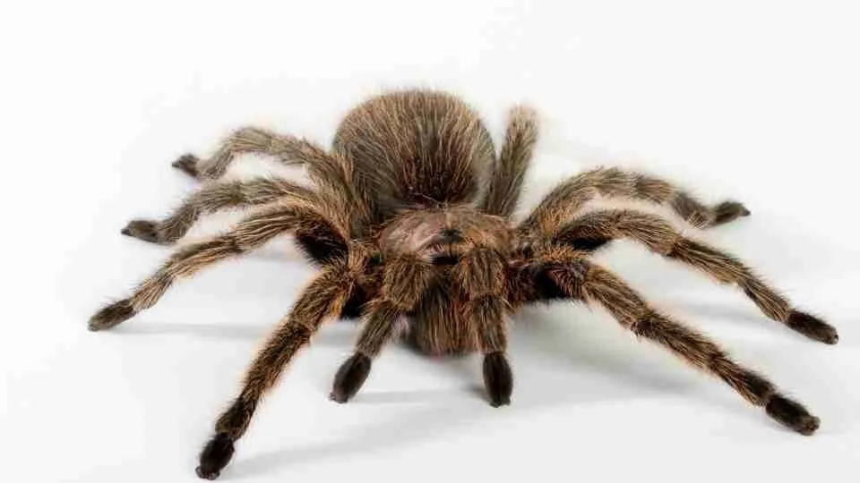 19491 spider symbolism