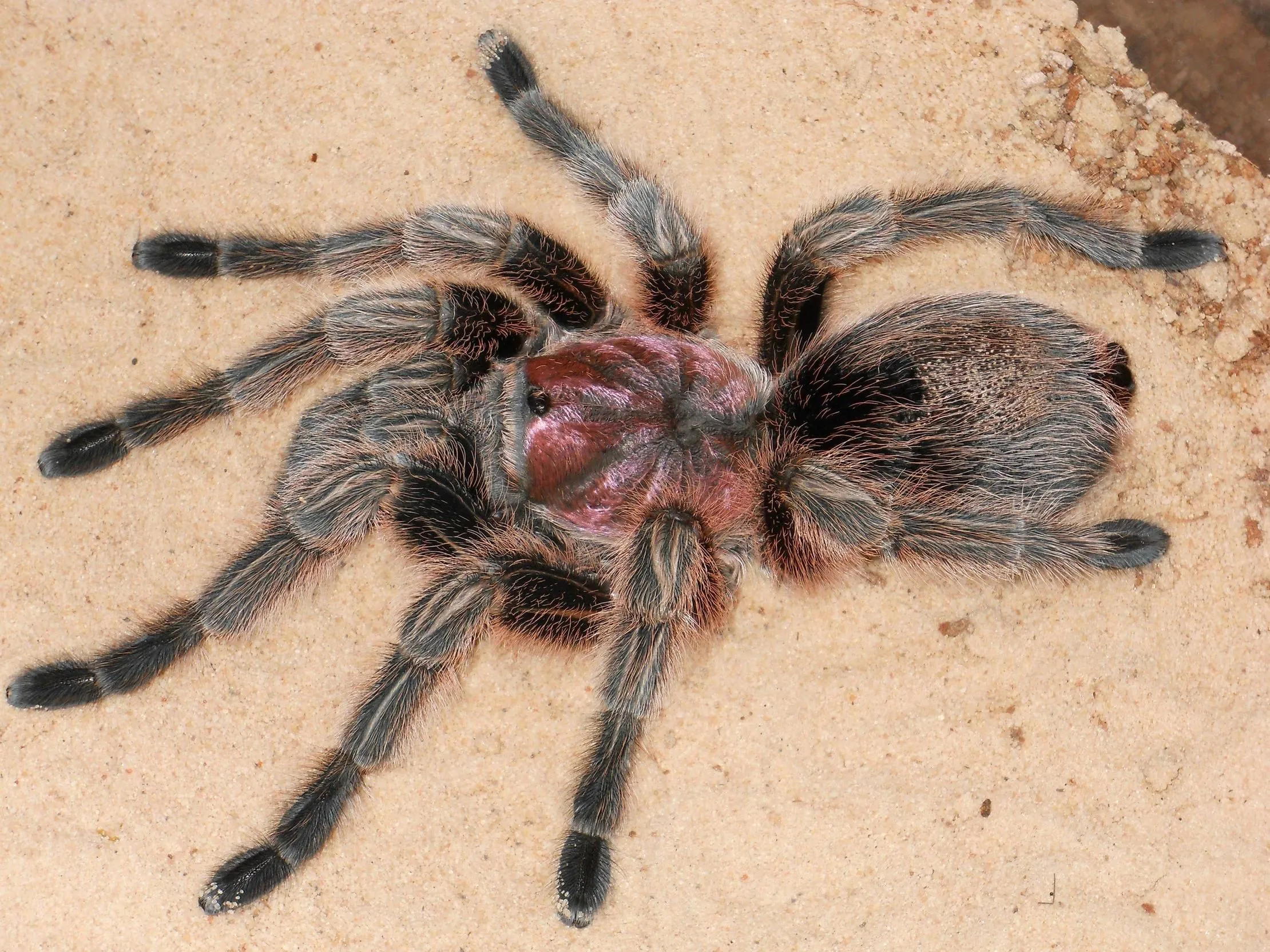 19492 chilean rose tarantula age1