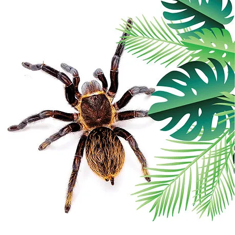 19492 chilean rose tarantula age2