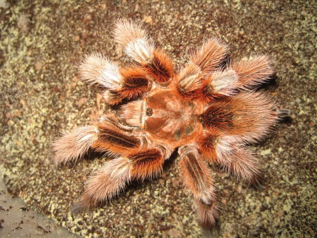 19492 chilean rose tarantula age3