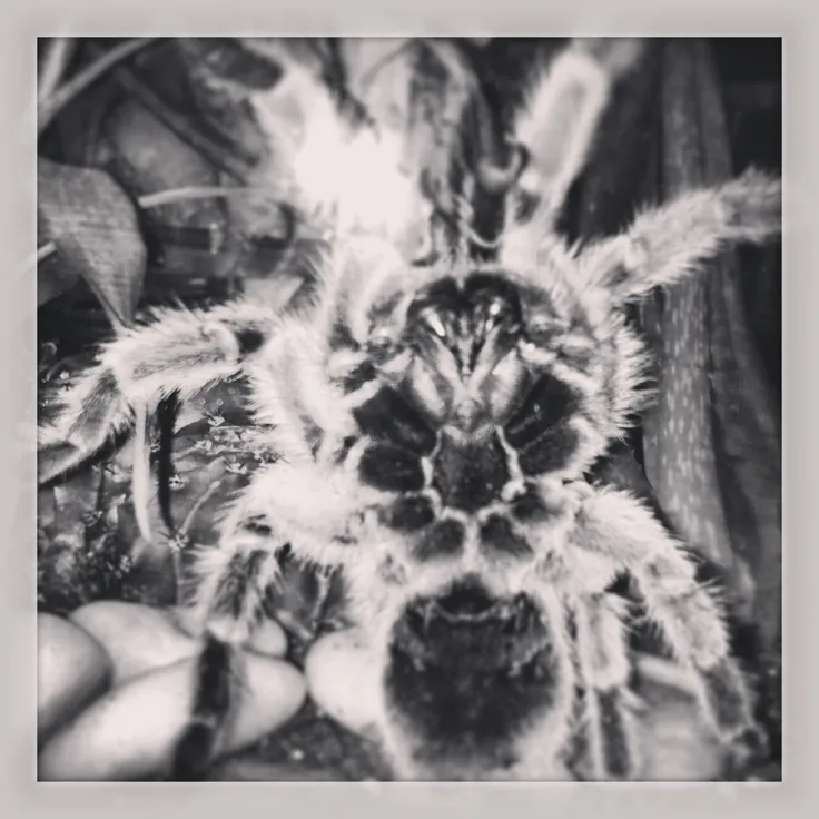 19492 chilean rose tarantula age4