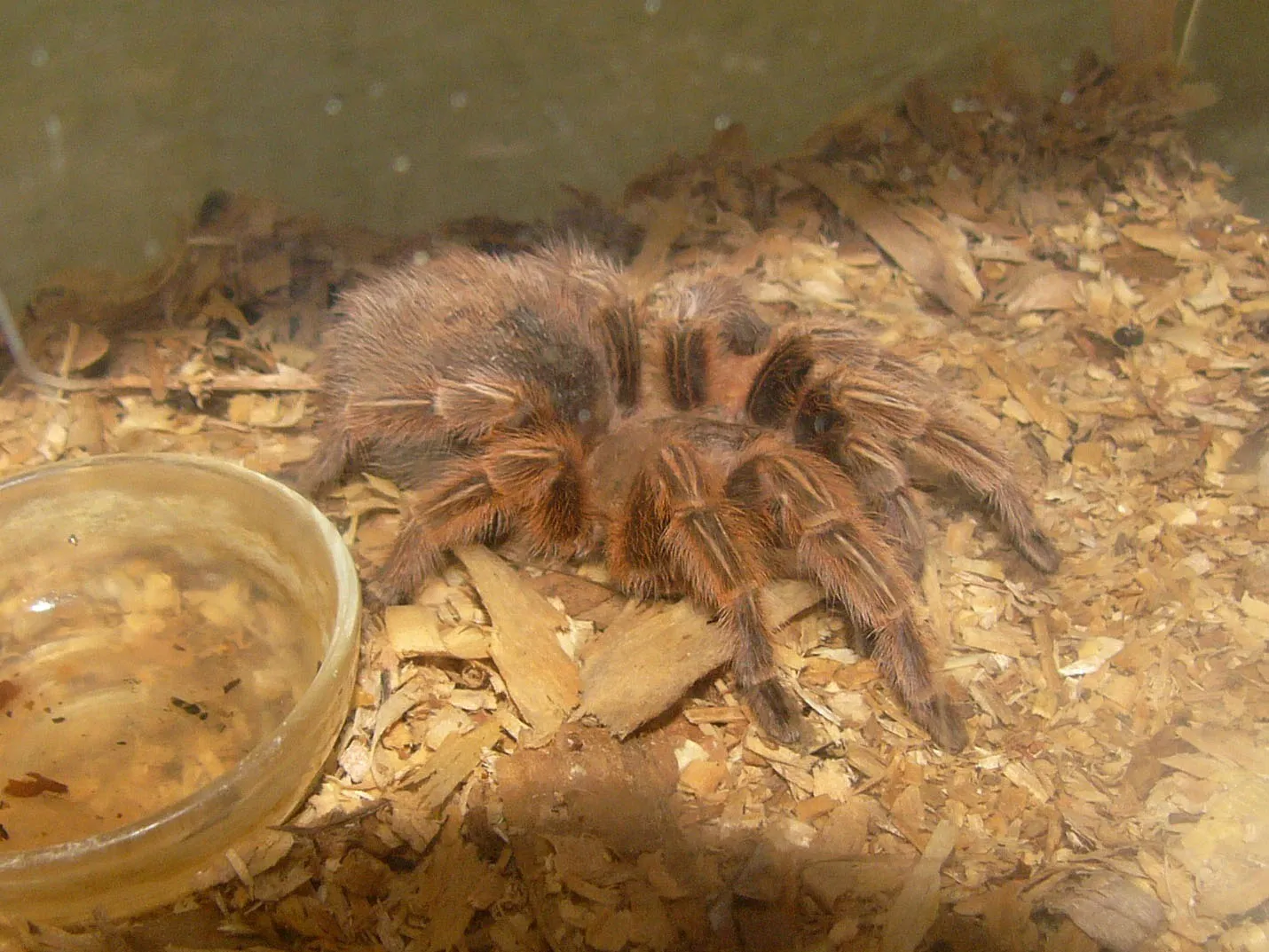 19492 chilean rose tarantula age5