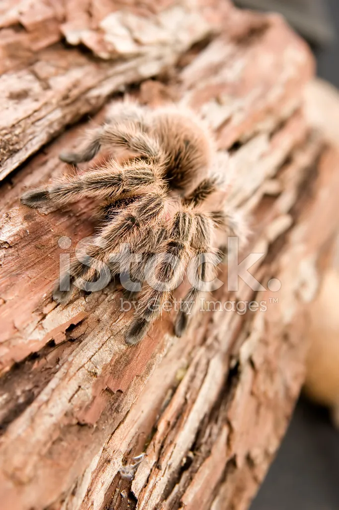 19492 chilean rose tarantula age6