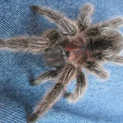 /img/19492-chilean-rose-tarantula-age7.webp