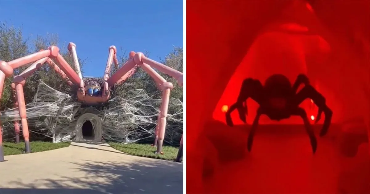 19493 kim and tarantula