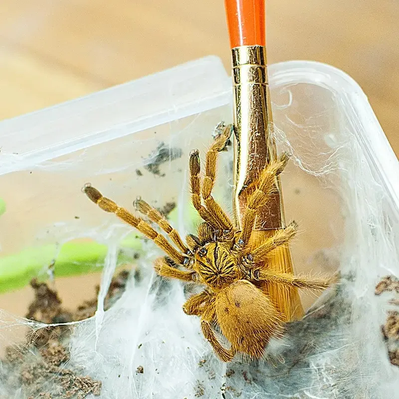 19494 orange baboon tarantula characteristics