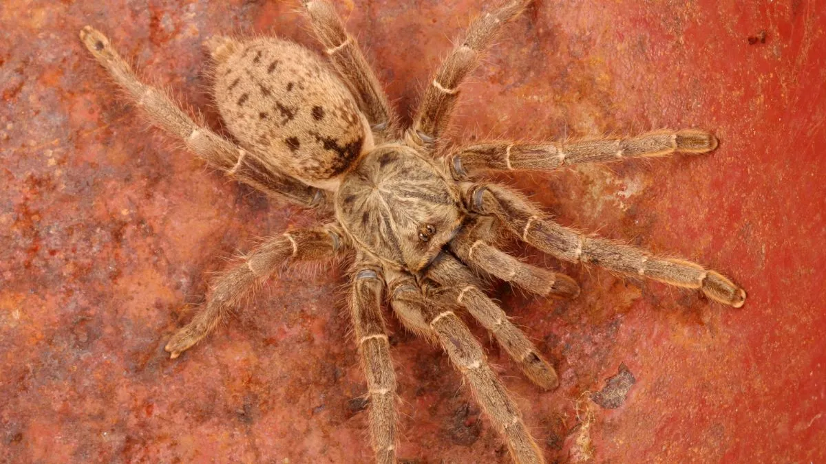 19494 orange baboon tarantula enclosure