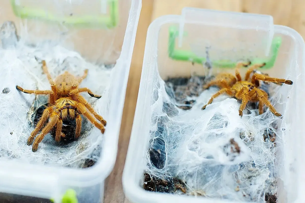 19494 orange baboon tarantula habitat