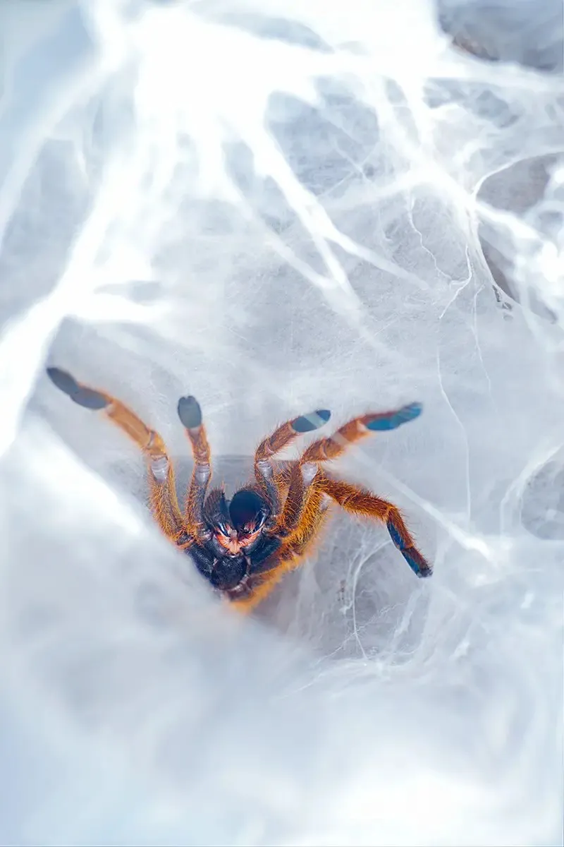 /img/19494-orange-baboon-tarantula-handling.webp
